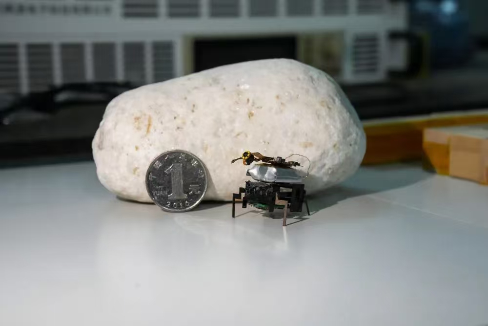 调教母狗